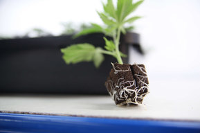 Sticky Leaves für Hanfstecklinge & CBDProdukte Graz
